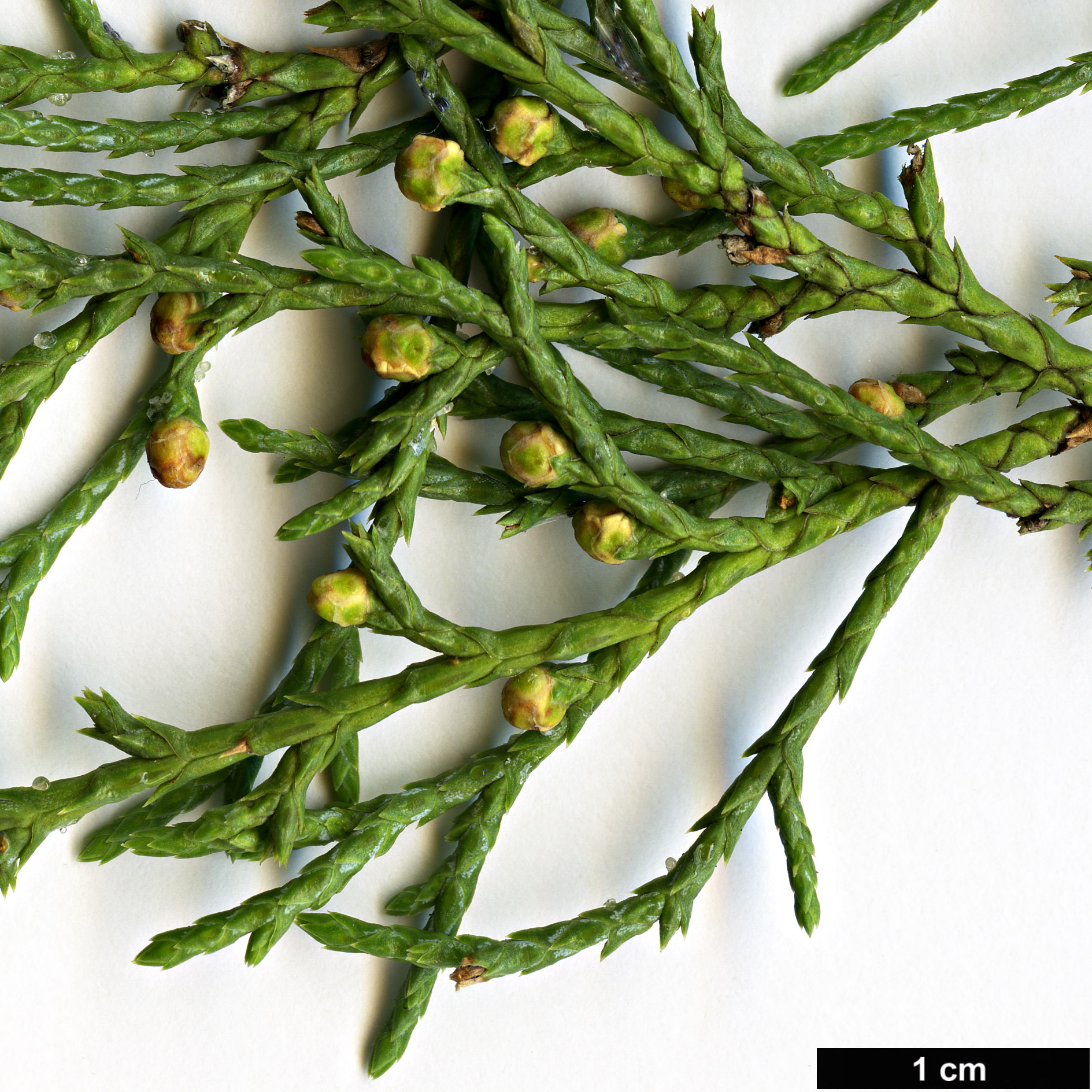 High resolution image: Family: Cupressaceae - Genus: Juniperus - Taxon: polycarpos var. seravschanica